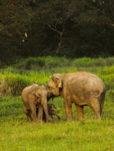 Udawalawe Wild Safari | Morning Safari Package